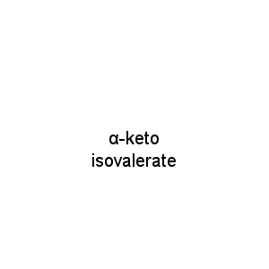 α-keto isovalerate